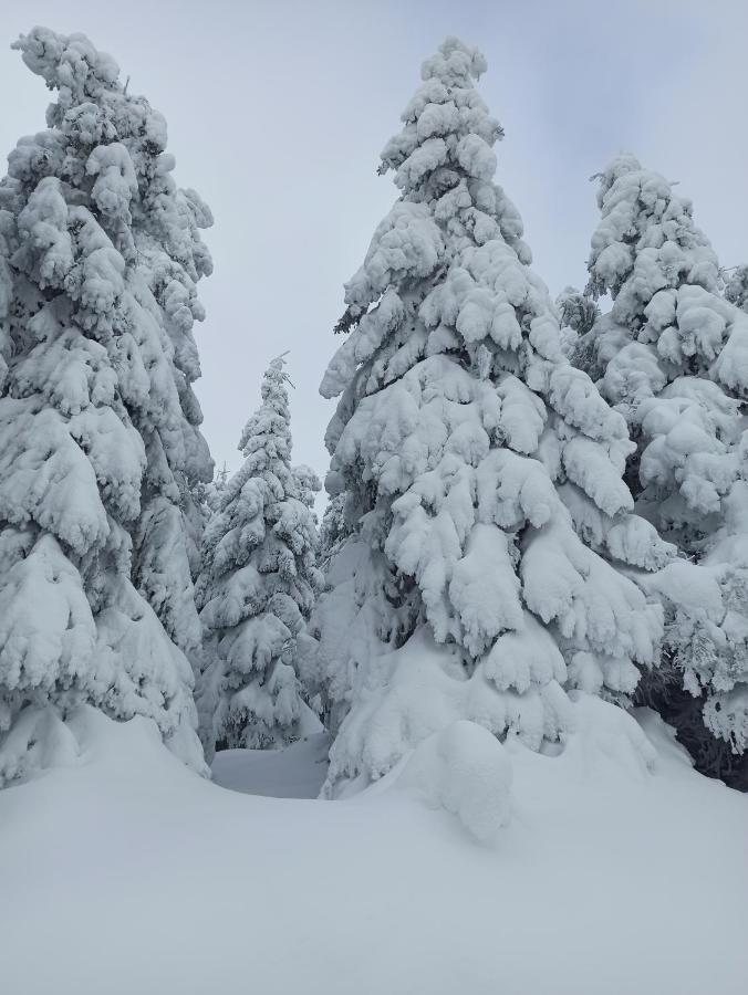 Appartamento Walpurgis Hexe Braunlage Esterno foto